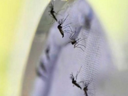 Aumentan casos de dengue en Jalisco