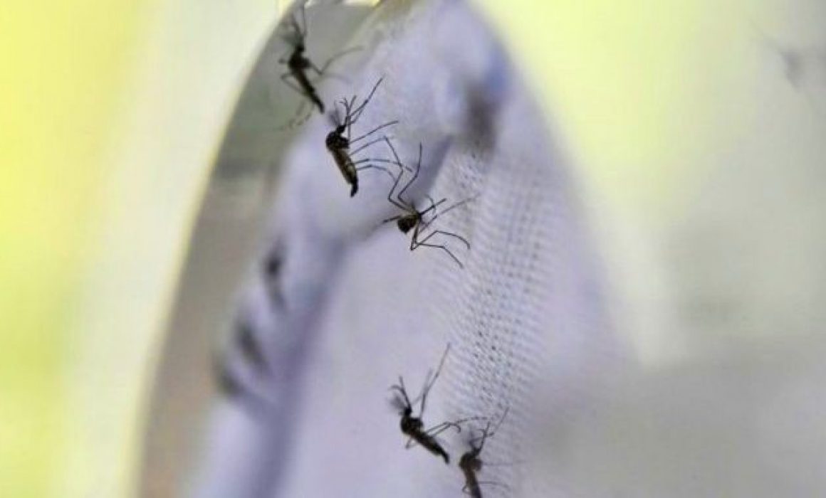 Aumentan casos de dengue en Jalisco