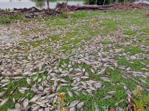 CEA abrió investigación por peces muertos en Ex Hacienda de Zapotlanejo
