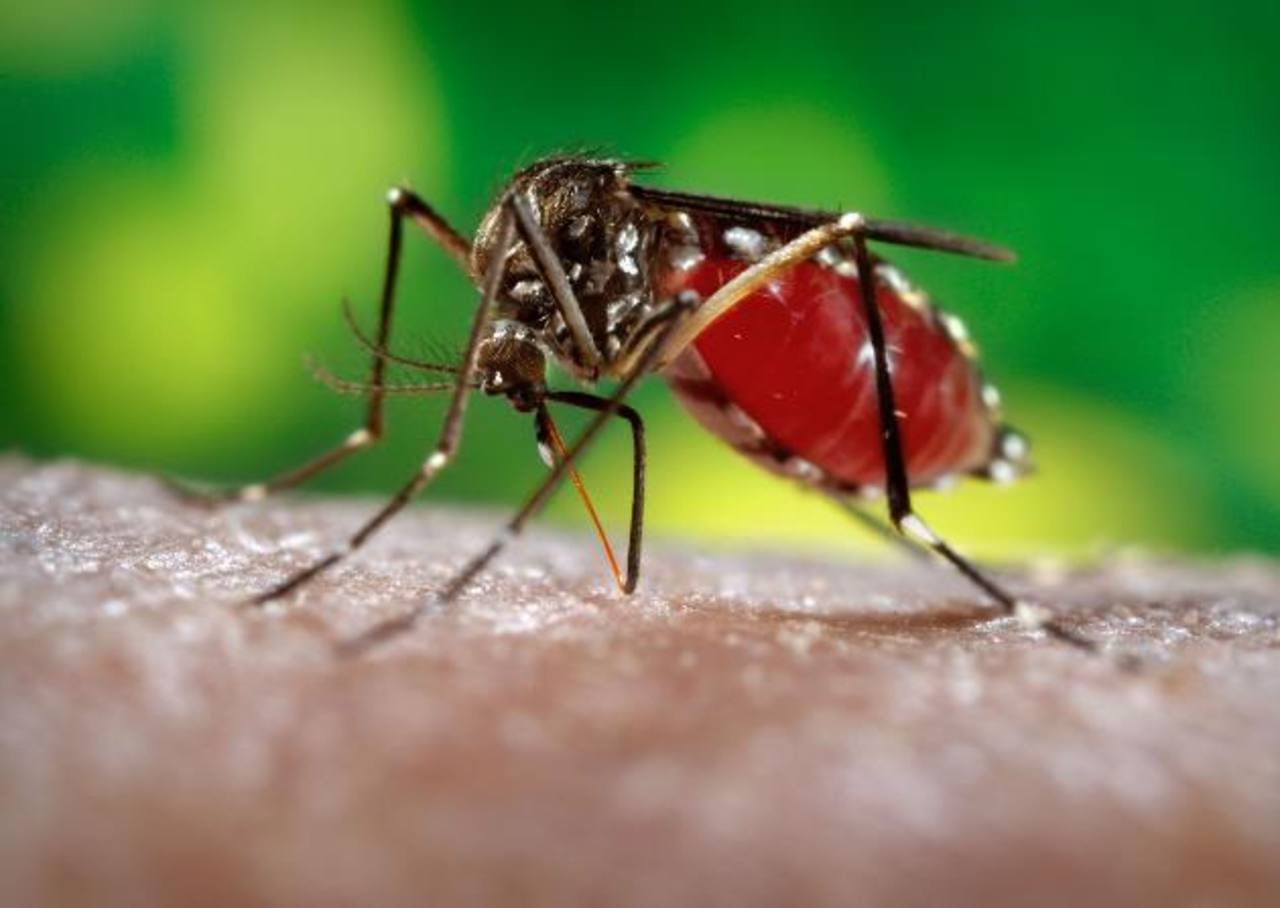 Confirman el primer caso de zika en Jalisco