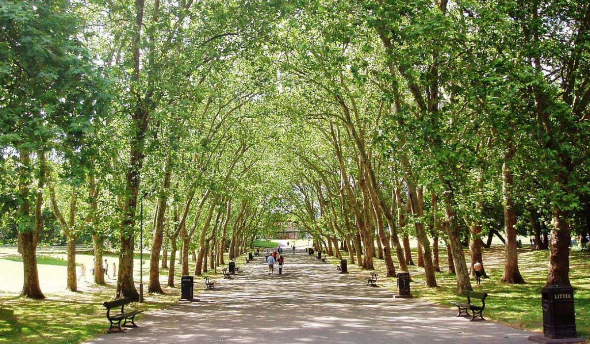 ¿Cuáles son los beneficios de los árboles urbanos?