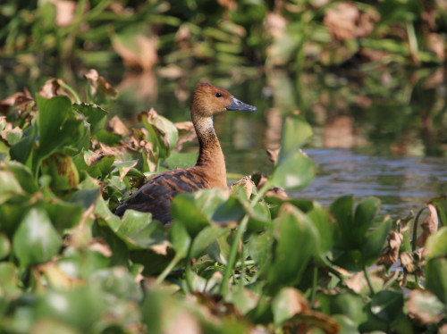 Día Mundial de los Humedales: La vida se abre paso. Un vistazo a la biodiversidad del humedal El Ahogado