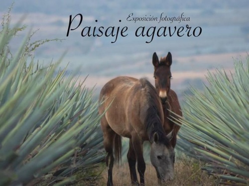 Presenta Kevin Gonzalez exposición 'Paisaje Agavero'