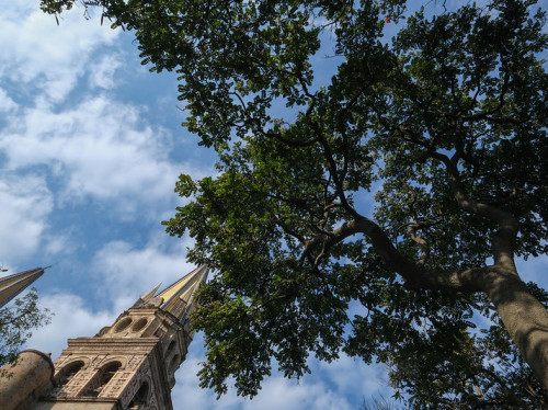 Identifica Imeplan más de 1.3 millones de árboles en zonas urbanas del Área Metropolitana de Guadalajara (AMG)