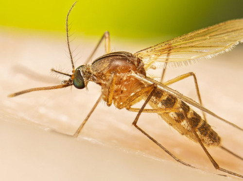 Mosquito Culex: el vecino incómodo que domina las noches en El Salto y Juanacatlán