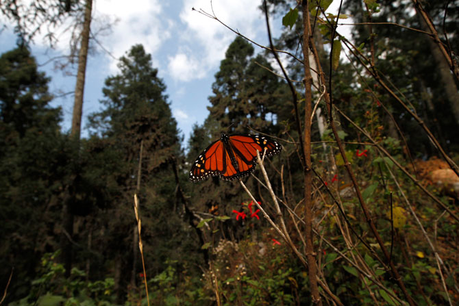 Peligra por aguacate la mariposa monarca