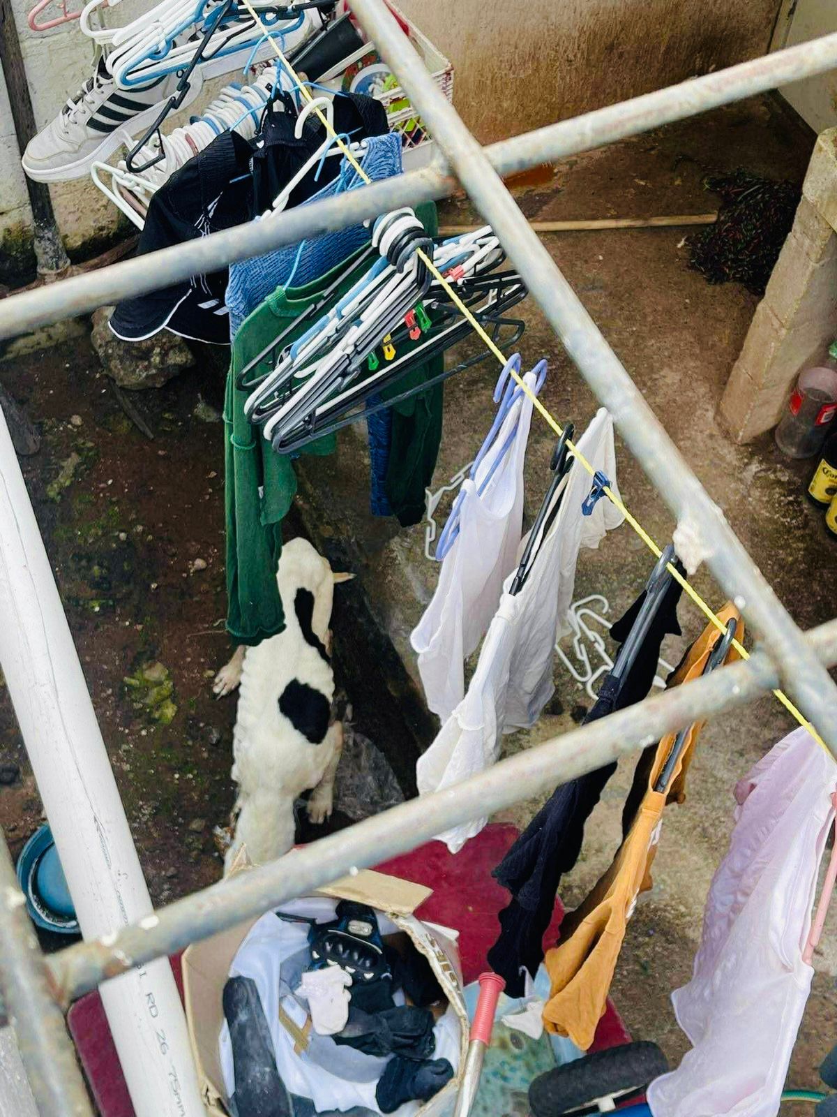 Rescatan a “Flaco”, un perrito en situación de desnutrición y abandono en El Salto