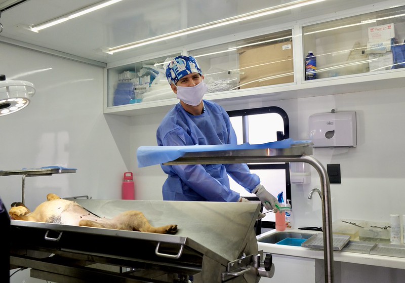 Suma Jalisco 31 años sin rabia humana transmitida por perros