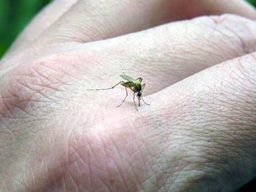 Suman casi 7 mil casos de dengue en Jalisco
